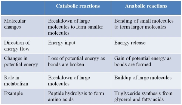 Refer to the table below.   A student constructed the table to summarize characteristics that distinguish anabolic reactions from catabolic reactions.Which statement best evaluates the accuracy of the student's work? A)  The table is correct as shown. B)  The entries concerning molecular changes and role in metabolism are incorrect and should be reversed. C)  The entries concerning direction of energy flow are incorrect and should be reversed. D)  The entries concerning changes in potential energy are incorrect and should be reversed. E)  The examples used are incorrect and should be reversed.