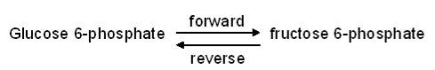 The reaction below takes place in cells and is catalyzed by the enzyme phosphoglucoisomerase.   At equilibrium, the ratio of fructose 6-phosphate to glucose 6-phosphate is 0.30:1.What will happen if the concentration of glucose 6-phosphate reaches 0.5 nM and the concentration of fructose 6-phosphate reaches 0.8 nM at a particular instant in the cell? A)  Only the forward reaction will occur. B)  Only the reverse reaction will occur. C)  The rate of the forward reaction will be greater than the rate of the reverse reaction. D)  The rate of the reverse reaction will be greater than the rate of the forward reaction. E)  The rate of the forward reaction will be the same as the rate of the reverse reaction.