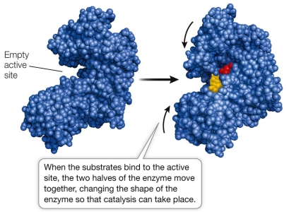 Refer to the figure below.   Which type of mechanism used by an enzyme to catalyze a reaction is illustrated in the figure? A)  Covalent catalysis B)  Acid-base catalysis C)  Metal ion catalysis D)  Induced fit E)  Induced strain