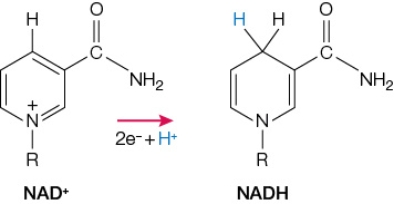 Refer to the figure below.   NAD<sup>+</sup> functions as a coenzyme in many enzyme-catalyzed reactions.The changes that take place in this coenzyme are the same for all of these reactions and are illustrated in the figure.It is likely that, in these reactions, NAD<sup>+</sup> A)  functions as an electron donor in an oxidation-reduction reaction. B)  functions as an electron acceptor in an oxidation-reduction reaction. C)  forms a covalent intermediate during covalent catalysis. D)  induces strain in other substrates bound at active sites. E)  functions as a base in acid-base catalytic mechanisms.