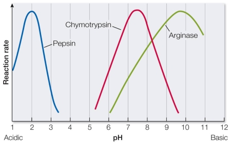Refer to the diagram below showing the activity of several enzymes at varying pH levels.   Based on the diagram, achieving the maximum rate of both chymotrypsin and arginase activity in the same reaction would require a pH of about A)  6.8. B)  7.2. C)  7.5. D)  8.2. E)  9.0.