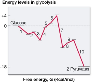 Refer to the graph below.   Ten sequential reactions take place in cells during glycolysis.The graph shows the relative free energies of each chemical intermediate relative to glucose, the starting reactant in glycolysis.Based on the information shown in the graph, reactions numbered _______ are all possibilities for reactions that might be coupled to the reaction in which ATP is hydrolyzed.