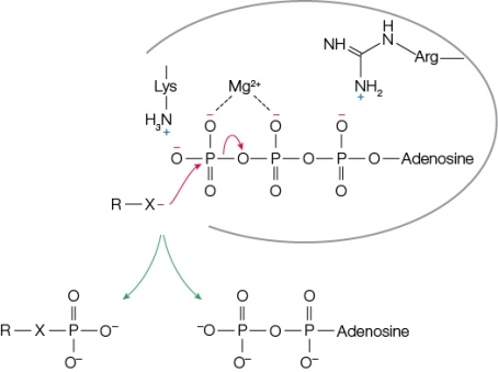 Refer to the figure below.   Hexokinase catalyzes the reaction between glucose and ATP to form glucose 6-phosphate and ADP.The figure shows how the active site of hexokinase orients ATP for attack by glucose during the reaction.In the absence of enzyme, this reaction would be much slower because there would be a _______ number of orientations of the two substrates compared with the number of orientations provided by the enzyme.