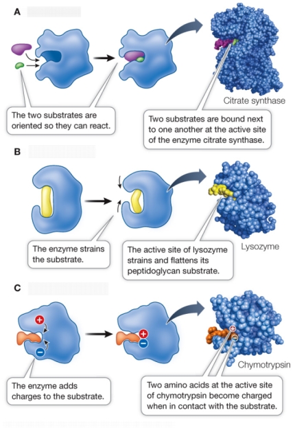 Refer to the figure below.   Enzymes use a variety of strategies for inducing substrates to assume their transition states.Of the three strategies shown in the figure, labeled A, B, and C, the two that operate using physical mechanisms are _______.