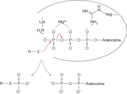 Refer to the figure below.   The figure shows activities at the active site of the enzyme hexokinase as it catalyzes a reaction between ATP and glucose.Based on this figure, it can be inferred that the magnesium ion functions to _______ the ATP molecule so it can be attacked by glucose.