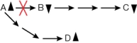 Refer to the figure below.   The figure illustrates how _______ of a key enzyme in a metabolic pathway can shift the flow of molecules into a different pathway.