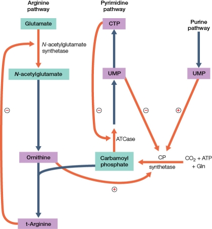 Refer to the figure below.   Portions of three biosynthetic pathways regulated through feedback inhibition and activation are shown.Two of these pathways intersect at carbamoyl phosphate.The third pathway generates a product that activates production of carbamoyl phosphate through allosteric modification of the enzyme carbamoyl phosphate synthetase.In this set of pathways, arginine biosynthesis is shut down through feedback inhibition when _______ and arginine reach high levels of concentration.