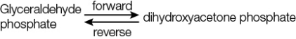 Refer to the figure below.   This cellular reaction is catalyzed by the enzyme triosephosphate isomerase.At equilibrium, the ratio of dihydroxyacetone phosphate to glyceraldehyde phosphate is 24:1.What changes in conditions in the cell will cause changes in the direction of flux through this reaction? Give two changes, one that will cause a change in flux in the forward direction, and a second that will cause change in the reverse direction.