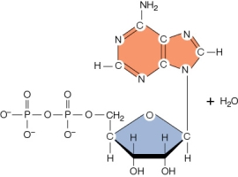 What is the result of the hydrolysis of ATP? Draw the products using the reactants' structures given in the figure below as a guide.  