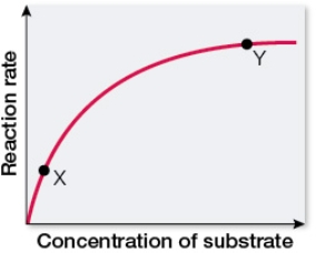 Refer to the figure below.   The graph was constructed from reaction-rate data collected using a constant amount of purified enzyme and increasing concentrations of substrate.Under conditions at point X, the graph indicates that the reaction rate changed dramatically when just a small increase in substrate concentration was made.Under conditions at point Y, the reaction rate changed very little with the same increase in substrate concentration.Explain why.