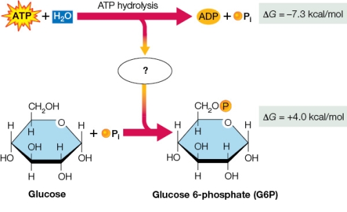 Refer to the figure below.   Which word best fits into this figure where the question mark is located? A)  Catalysis B)  Equilibrium C)  Energy D)  Metabolism E)  Entropy