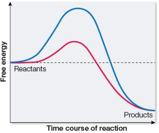 Refer to the figure below.   This graph shows the change in free energy for the same reaction with and without a catalyst.Which tracing represents the catalyzed reaction and why? A)  The blue tracing represents the catalyzed reaction because it has a larger <font face= symbol ></font>G than the uncatalyzed reaction. B)  The blue tracing represents the catalyzed reaction because it has a larger activation energy than the uncatalyzed reaction. C)  The red tracing represents the catalyzed reaction because it has a smaller <font face= symbol ></font>G than the uncatalyzed reaction. D)  The red tracing represents the catalyzed reaction because it has a smaller activation energy than the uncatalyzed reaction. E)  The red tracing represents the catalyzed reaction because it leads to the formation of more products than the uncatalyzed reaction.