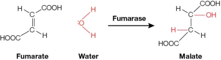 Refer to the figure below, which shows the reaction between fumarate and water to produce malate.   Fumarase is the enzyme that catalyzes this reaction in cells.Which statement can be used as evidence that orientation of reactant molecules is part of the function of fumarase as a catalyst? A)  Fumarase uses no coenzyme but requires one Fe<sup>2+</sup> ion at its active site. B)  Fumarase catalyzes both the forward and reverse reactions between fumarate and malate. C)  Fumarase binds one fumarate molecule and one water molecule the same way for every reaction. D)  The active site of fumarase contains a histidine and a lysine that function as an acid and a base, respectively, during catalysis. E)  Mutation of the active site lysine to other amino acids obliterates or severely reduces activity in fumarase.