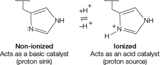 Refer to the figure below.   The figure shows how a histidine group at the active site of an enzyme could function either as a base (left)  or as an acid (right) .The pK<sub>a</sub> of histidine is 6.0, which means that at pH 6.0, there are equal numbers of ionized and nonionized histidine groups since a pK<sub>a</sub> is an acid dissociation constant.With this in mind, what would you expect about the pH sensitivity of enzyme X that uses histidine as a base catalyst compared with enzyme Y that uses histidine as an acid catalyst? A)  Enzyme X and enzyme Y would both have the highest activities at pH 6.0, with lower activities at pH values above and below pH 6.0. B)  Enzyme X and enzyme Y would both have lower activities at pH values below 6.0 and higher activities at pH values above 6.0. C)  Enzyme X and enzyme Y would both have higher activities at pH values below 6.0 and lower activities at pH values above 6.0. D)  Enzyme X would have higher activities below pH 6.0 and lower activities above pH 6.0, while enzyme Y would have lower activities below pH 6.0 and higher activities above pH 6.0. E)  Enzyme X would have lower activities below pH 6.0 and higher activities above pH 6.0, while enzyme Y would have higher activities below pH 6.0 and lower activities above pH 6.0.