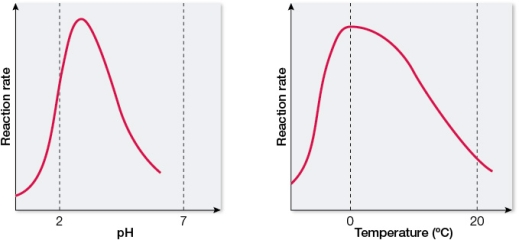 Refer to the graphs below.   The graphs show data collected during the characterization of an enzyme.Which is the most likely source of the enzyme? A)  The heart of a desert mouse B)  The stomach of an Arctic fish C)  The brain of a tropical shark D)  The intestines of an African zebra E)  The muscles of a Texas hummingbird