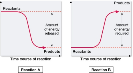Refer to the figures below showing changes in free energy for two reactions that are coupled together in a metabolic pathway.   ATP hydrolysis is an example of reaction A that is coupled to reaction B in order to provide it with sufficient _______ to allow the reaction to occur.