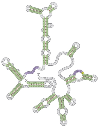 Refer to the figure below.   This figure shows an example of a biological molecule that can function as an enzyme.This type of enzyme is called a ribozyme because it consists of a molecule of _______.