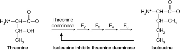 Refer to the figure below.   The figure illustrates how the amino acid isoleucine is biosynthesized in cells from the amino acid threonine.The figure also illustrates how this metabolic pathway is regulated through a process called _______.