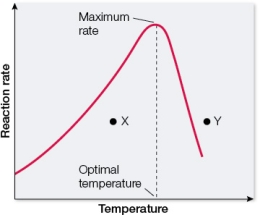 Refer to the graph below.   This graph shows the change in the rate of a reaction catalyzed by an enzyme as temperature is increased.At point _______, the low activity is due to denaturation of the enzyme, whereas at point _______, the low activity is due to low kinetic energies of the substrate and enzyme molecules in solution.