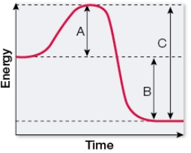 Refer to the graph below.   The graph shows energy changes associated with a reaction that goes forward without an enzyme present.Which statement correctly describes what happens when an enzyme is added to catalyze the reaction? A)  A changes and C does not change. B)  B changes and C does not change. C)  C changes and A does not change. D)  A changes and B does not change. E)  B changes and A does not change.