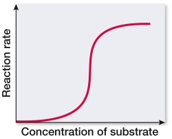 A biochemist generates an enzyme activity curve for an unknown enzyme.The curve is shown below.   Which statement best explains the shape of this curve? A)  The enzyme has multiple active sites. As the enzyme binds substrate at one site, its affinity for binding substrate at other active sites increases. B)  The enzyme has a single active site. As the enzyme binds substrate, the activity of the enzyme stalls until it can clear the active site. C)  The enzyme has multiple active sites. As the substrate concentration increases, all sites must be equally bound for the reaction to proceed. D)  The enzyme has multiple active sites. Substrate binding at each of the sites is dependent upon the temperature of the reaction. E)  The enzyme has a single active site. Substrate binding at this particular site occurs within a narrow pH range, termed the equivalence point.