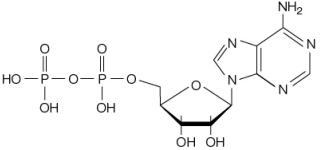 Refer to the figure below.   How is this molecule involved in the cellular harvesting of energy from glucose oxidation? A)  During the oxidation of glucose in a cell, this molecule is hydrolyzed to release the chemical energy in its phosphate bonds. B)  Electrons are removed from glucose and transferred to this molecule as a means of harvesting energy from glucose's chemical bonds. C)  This molecule transfers electrons to glucose in one step of the cellular glucose oxidation pathway. D)  Energy released during the cellular oxidation of glucose is used to add a phosphate to this molecule. E)  Oxygen accepts electrons from this molecule as the final step in the cellular oxidation of glucose.