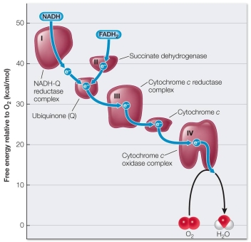 Refer to the figure below, which provides information about the series of oxidation-reduction reactions that take place via the respiratory chain in the inner mitochondrial membrane.   Which statement about the respiratory chain explains the biological importance of the information portrayed in the graph? A)  The extensive folding of the inner mitochondrial membrane provides the space needed to accommodate the large number of proteins making up the respiratory chain. B)  Oxygen serves as the final electron acceptor in the respiratory chain, forming water as a result of its acceptance of electrons that have passed down the chain. C)  With each oxidation-reduction step in the respiratory chain, an electron loses free energy that is captured in a form that the cell can use to perform biological work. D)  NADH and FADH<sub>2</sub> pass their electrons to different carriers in the respiratory chain. E)  The components of the respiratory chain are physically arranged within the mitochondrial membrane in the order of transfer of electrons down the chain.
