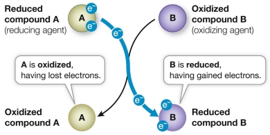 Refer to the figure below, which shows an oxidation-reduction reaction that occurs spontaneously.   Which statement correctly compares the free energy stored in molecules shown in the figure? A)  The reduced form of B has greater free energy than the reduced form of A. B)  The oxidized form of B has greater free energy than the reduced form of A. C)  The reduced form of A has greater free energy than the oxidized form of A. D)  The oxidized form of B has greater free energy than the reduced form of B. E)  The oxidized form of A has greater free energy than the reduced form of B.