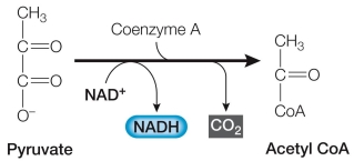 Refer to the figure below, showing the exergonic reaction that links glycolysis to the citric acid cycle.   Which statement about the molecules participating in this cellular reaction is correct? A)  Pyruvate has higher stored free energy than acetyl CoA, and NAD<sup>+</sup> has the same stored free energy as NADH. B)  Acetyl CoA has higher stored free energy than pyruvate, and NAD<sup>+</sup> has higher stored free energy than NADH. C)  Pyruvate has higher stored free energy than acetyl CoA, and NAD<sup>+</sup> has higher stored free energy than NADH. D)  Acetyl CoA has higher stored free energy than pyruvate, and NADH has higher stored free energy than NAD<sup>+</sup>. E)  Pyruvate has higher stored free energy than acetyl CoA, and NADH has higher stored free energy than NAD<sup>+</sup>.