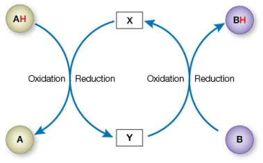 Refer to the figure below, illustrating how two redox reactions are coupled in an energy-harvesting pathway in a cell.   Which molecules could serve as compounds X and Y, respectively? A)  ADP and ATP B)  ATP and ADP C)  FADH<sub>2</sub> and FAD D)  NAD<sup>+</sup> and NADH E)  NADH and NAD<sup>+</sup>