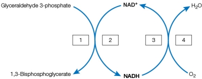 Refer to the figure below, which shows a series of coupled reactions.   Which terms belong in the numbered boxes? A)  1 = reduction; 2 = reduction; 3 = oxidation; 4 = oxidation B)  1 = oxidation; 2 = oxidation; 3 = reduction; 4 = reduction C)  1 = reduction; 2 = oxidation; 3 = reduction; 4 = oxidation D)  1 = oxidation; 2 = reduction; 3 = oxidation; 4 = reduction E)  1 = oxidation; 2 = reduction; 3 = reduction; 4 = oxidation
