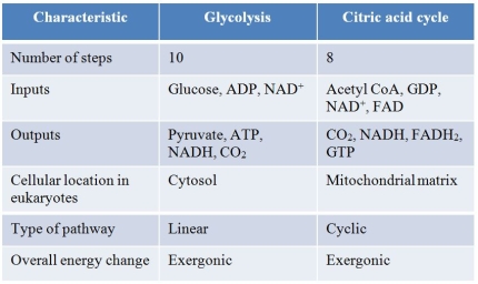 Refer to the table below, which summarizes similarities and differences between glycolysis and the citric acid cycle in animal cells.   A student prepared this table as an aid to her study of these metabolic processes.Which statement best evaluates the accuracy of the student's work? A)  The table is accurate as written. B)  The inputs are not accurate for either glycolysis or the citric acid cycle. C)  The outputs are not accurate for glycolysis. D)  The type of pathway listed for glycolysis is not accurate. E)  The overall energy change is not accurately described for the citric acid cycle.