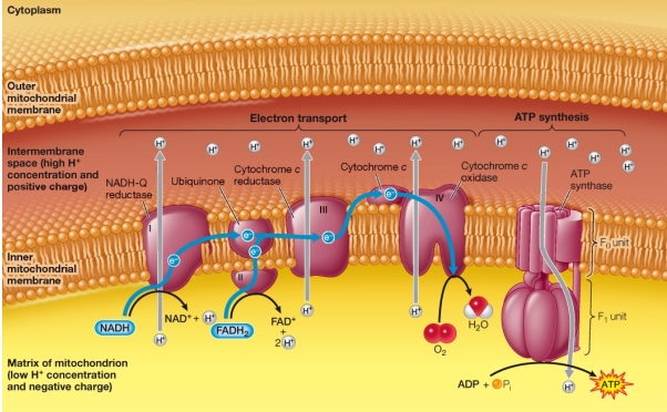 Refer to the diagram below, showing electron transport and ATP synthesis.When pure reduced cytochrome c is added to isolated mitochondria in a solution containing ADP, P<sub>i</sub>, O<sub>2</sub>, and antimycin A (a mitochondria complex II inhibitor) , the cytochrome c becomes oxidized and ATP is formed.   Which sequence represents the probable flow of electrons in this system? A)  NADH-Q reductase <font face= symbol ></font> cytochrome c <font face= symbol ></font> complex IV <font face= symbol ></font> O<sub>2</sub> B)  Cytochrome c <font face= symbol ></font> O<sub>2</sub> <font face= symbol ></font> complex IV C)  Complex IV <font face= symbol ></font> cytochrome c <font face= symbol ></font> O<sub>2</sub> D)  Cytochrome c <font face= symbol ></font> complex IV <font face= symbol ></font> O<sub>2</sub> E)  Cytochrome c <font face= symbol ></font> NADH-Q reductase <font face= symbol ></font> complex IV <font face= symbol ></font> O<sub>2</sub>