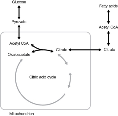 Refer to the figure below, showing the flux of carbon through metabolic pathways involving both the cytosol and mitochondria in a human muscle cell.The shade of the arrows (light and dark)  is proportional to the rate of flux through that pathway.   Do you expect this cell to be undergoing rapid contractions or to be inactive, and what do you expect would change as the cell suddenly shifted into the opposite level of activity? A)  The cell is inactive, and if called into high activity, it would shift metabolism of citrate through the citric acid cycle and electron transport, and away from fatty acid synthesis. B)  The cell is inactive, and if called into high activity, it would shift metabolism of citrate to synthesis of glucose via gluconeogenesis and away from fatty acid synthesis. C)  The cell is active, and if the cell became inactive, it would shift metabolism of citrate away from glucose and the citric acid cycle, and toward fatty acid synthesis. D)  The cell is active, and if the cell became inactive, it would shift metabolism of citrate through the citric acid cycle and electron transport, and away from fatty acid synthesis. E)  The cell is active, and if the cell became inactive, it would shift citrate toward synthesis of glucose via gluconeogenesis and away from fatty acid synthesis.