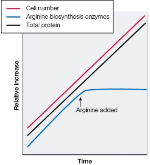 Refer to the graph below, containing data from three assays carried out simultaneously on a population of bacterial cells growing in culture.At various points in time, small samples of cells were taken from the population to measure cell number, total protein mass, and mass of enzymes involved in arginine biosynthesis.Halfway through the experiment, arginine was added to the medium in which the population was growing.A vertical arrow is shown on the graph to indicate this time.   What do these data indicate about a mechanism of regulation of arginine biosynthesis in bacterial cells in response to high levels of available arginine? A)  High levels of arginine stimulate a positive feedback regulatory mechanism. B)  High levels of arginine stimulate a negative feedback regulatory mechanism. C)  High levels of arginine stimulate an inhibition of gene expression. D)  High levels of arginine stimulate an activation of enzyme covalent modification. E)  High levels of arginine stimulate allosteric inhibition of arginine biosynthesis.