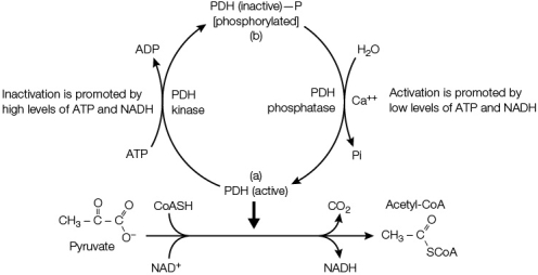 Refer to the figure below.   Which two regulatory mechanisms are at work in the figure? A)  Regulation by gene expression and by allosteric activators and inhibitors B)  Regulation by covalent modification and by allosteric activators and inhibitors C)  Regulation by gene expression and by positive feedback D)  Regulation by covalent modification and by negative feedback E)  Regulation by positive feedback and by allosteric activators and inhibitors