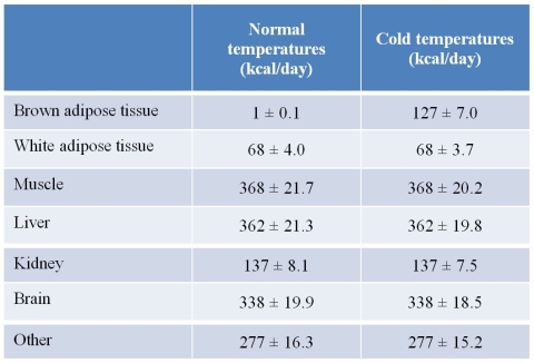 Refer to the table below, summarizing energy expenditures of various human tissues exposed to different temperatures.   Based on the data and your knowledge of the characteristics of brown adipose tissue, which metabolic process is stimulated in brown adipose tissue but not in other tissues in response to cold? A)  Fatty acid synthesis B)  Gluconeogenesis C)  Oxidative phosphorylation D)  Triglyceride formation E)  Glycogen synthesis