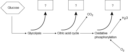 Refer to the figure below, showing inputs and outputs of glucose oxidation in a cell under aerobic conditions.   Each box with a question mark should be labeled _______.