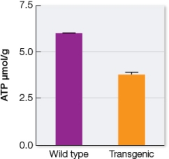 Refer to the graph below.   Uncoupling protein 1 (UCP1) is normally expressed in fat cells, but not in skeletal muscle cells.A research team created transgenic mice that expressed UCP1 in skeletal muscle.They took cell samples from the leg muscles of wild-type and transgenic mice and measured ATP synthesis in their mitochondria.The results are shown in the graph.If these researchers had measured heat output in these samples, they likely would have observed (more/less) _______ heat output from the transgenic mice than from the wild-type mice.
