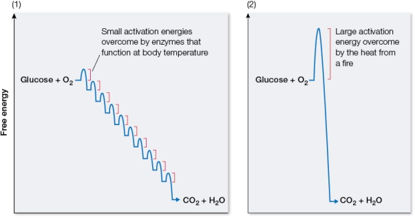Refer to the graphs below, illustrating the free energy changes that occur during reactions in which glucose is oxidized to carbon dioxide and water.   Identify which graph corresponds to the laboratory oxidation of glucose and which corresponds to cellular oxidation of glucose.Explain how the overall free energy change compares in these two reactions and why.Also compare the form that the released energy takes in these two reactions.
