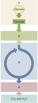 Refer to the diagram below, showing energy-releasing metabolic pathways.   Identify each numbered pathway.