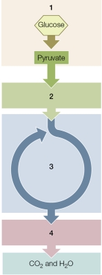 Refer to the diagram below, showing energy-releasing metabolic pathways.   Where in the cell is each step of the pathway located?