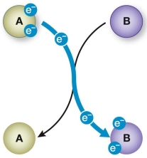 Examine the figure below, then answer the questions that follow. a. Which is the oxidizing agent, and which is the reducing agent? b. At the end of the reaction, which compound is oxidized and which is reduced? c. If this figure represents the metabolism of glucose, which letter represents glucose? Which letter represents O<sub>2</sub>?  