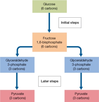 Refer to the diagram below.   The diagram illustrates how the glycolytic pathway can be separated into two groups of steps-initial steps and later steps.Explain how the initial steps in the glycolytic pathway differ from later steps.In your discussion, address the types of reactions taking place and how energy is involved.