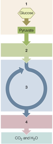 Refer to the diagram below, showing energy-releasing metabolic pathways.   Explain what happens to this sequence of pathways in the absence of O<sub>2</sub>.