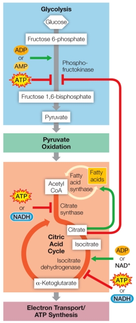 Refer to the diagram below, showing allosteric regulation of glycolysis and the citric acid cycle.   If excessive citrate begins to accumulate in a cell, which process(es) and which enzyme(s) will be inhibited?