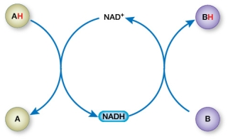 Refer to the figure below.   Which half-reactions represent a change from more stored free energy to less stored free energy? A)  B <font face= symbol ></font><font face= symbol ></font>BH and NAD<sup>+</sup> <font face= symbol ></font> NADH B)  AH <font face= symbol ></font><font face= symbol ></font>A and B <font face= symbol ></font><font face= symbol ></font>BH C)  AH <font face= symbol ></font><font face= symbol ></font>A and NAD<sup>+</sup> <font face= symbol ></font> NADH D)  AH <font face= symbol ></font><font face= symbol ></font>A and NADH <font face= symbol ></font> NAD<sup>+</sup> E)  B <font face= symbol ></font><font face= symbol ></font>BH and NADH <font face= symbol ></font> NAD<sup>+</sup>