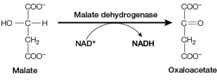 Refer to the figure below.   Which statement correctly describes this oxidation-reduction reaction? A)  Malate is reduced to oxaloacetate, and NAD<sup>+</sup> is oxidized to NADH. B)  Malate is reduced to NADH, and oxaloacetate is oxidized to NAD<sup>+</sup>. C)  Malate is oxidized to oxaloacetate, and NAD<sup>+</sup> is reduced to NADH. D)  Malate is oxidized to NADH, and oxaloacetate is reduced to NAD<sup>+</sup>. E)  Malate is oxidized to NAD<sup>+</sup>, and oxaloacetate is reduced to NADH.