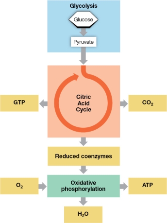 Refer to the figure below.   A student made this diagram as a study guide for learning the steps involved in the aerobic catabolism of glucose.One step could be added to better illustrate these steps.Which step should be added? A)  A step to show where carbon dioxide is released B)  A step to show where oxygen enters this set of pathways C)  A step to show the molecules that link the citric acid cycle to oxidative phosphorylation D)  A step to show that pyruvate is oxidized to acetyl CoA, the compound that enters the citric acid cycle E)  A step to show that glucose is oxidized to pyruvate during glycolysis