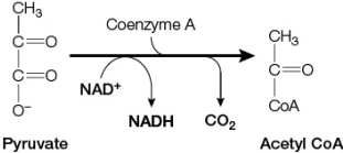 Refer to the figure below.   This reaction links glycolysis to the citric acid cycle.Which statement correctly describes the chemical changes depicted in this reaction? A)  Pyruvate is decarboxylated and oxidized to acetyl CoA, and NAD<sup>+</sup> is reduced to NADH. B)  Pyruvate is reduced to acetyl CoA, and NAD<sup>+</sup> is oxidized to NADH. C)  Coenzyme A is oxidized to acetyl CoA, and NAD<sup>+</sup> is reduced to NADH. D)  Coenzyme A is reduced to acetyl CoA, and NAD<sup>+</sup> is oxidized to NADH. E)  Coenzyme A is oxidized to CO<sub>2</sub>, and NAD<sup>+</sup> is reduced to NADH.